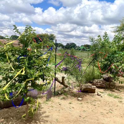 481470822 1150430630117481 991698235773562500 N